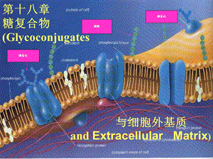 生物化学糖复合物.ppt