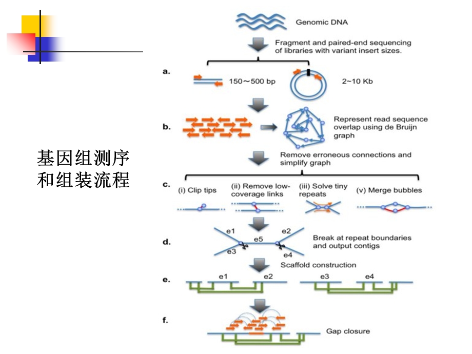 细菌全基因组测序.ppt_第1页