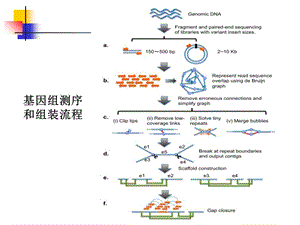 细菌全基因组测序.ppt