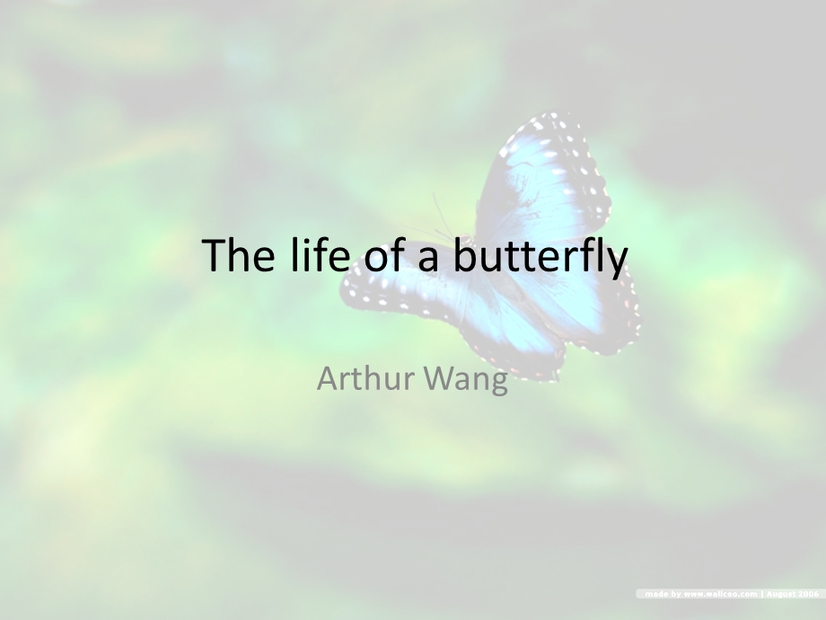 Thelifeofabutterfly蝴蝶的生长过程.ppt_第1页