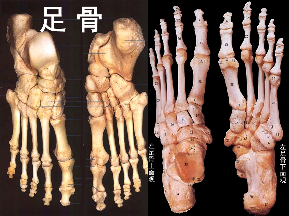 足部骨骼解剖.ppt_第1页