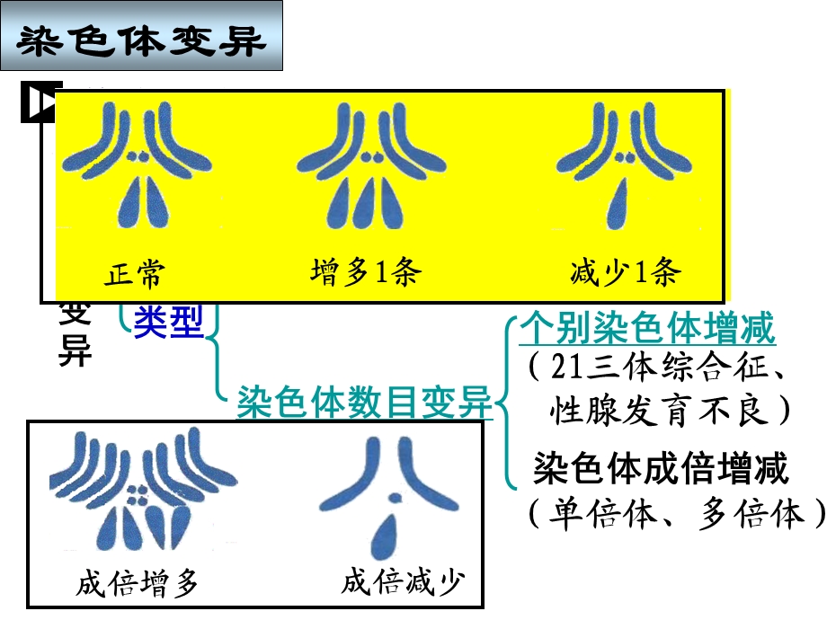 染色体变异汇总.ppt_第3页