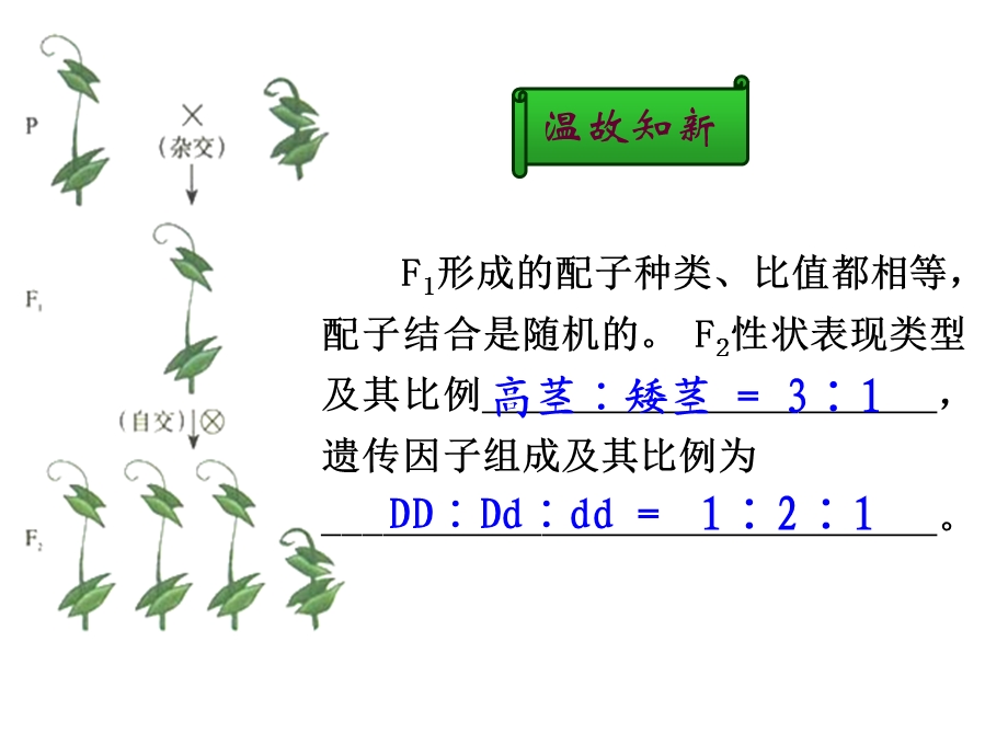 新建孟德尔的豌豆杂交实验(一).ppt_第2页