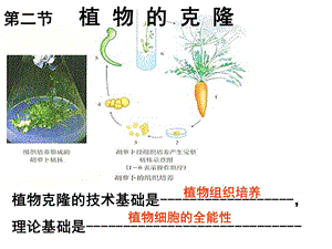 植物细胞的全能性.ppt