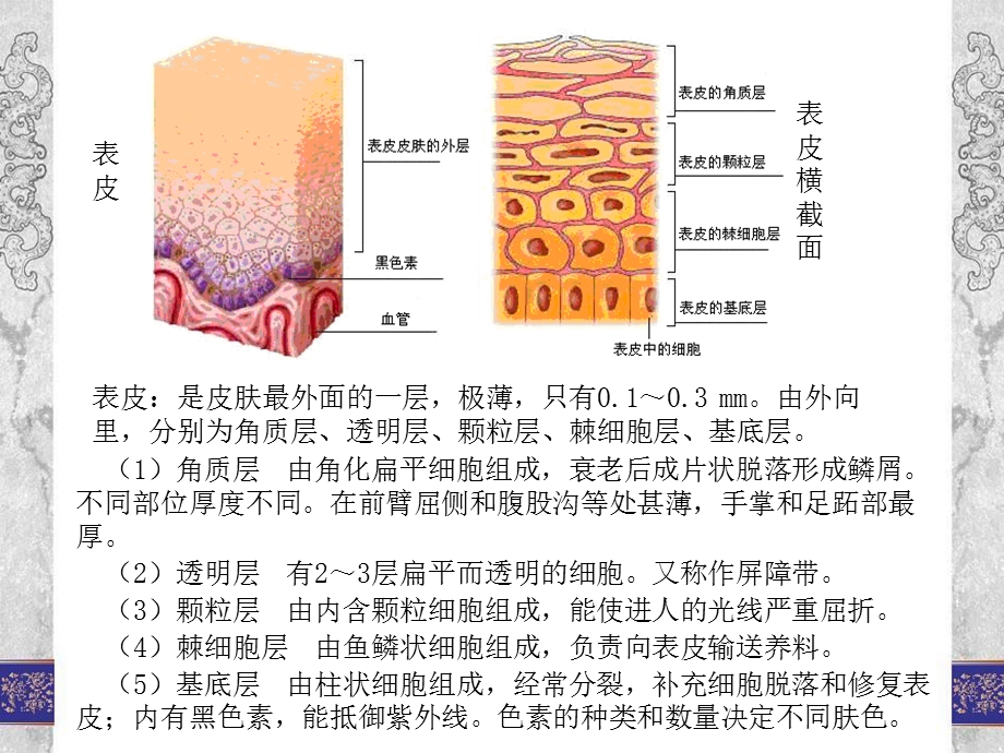 美容推拿减肥推拿.ppt_第2页