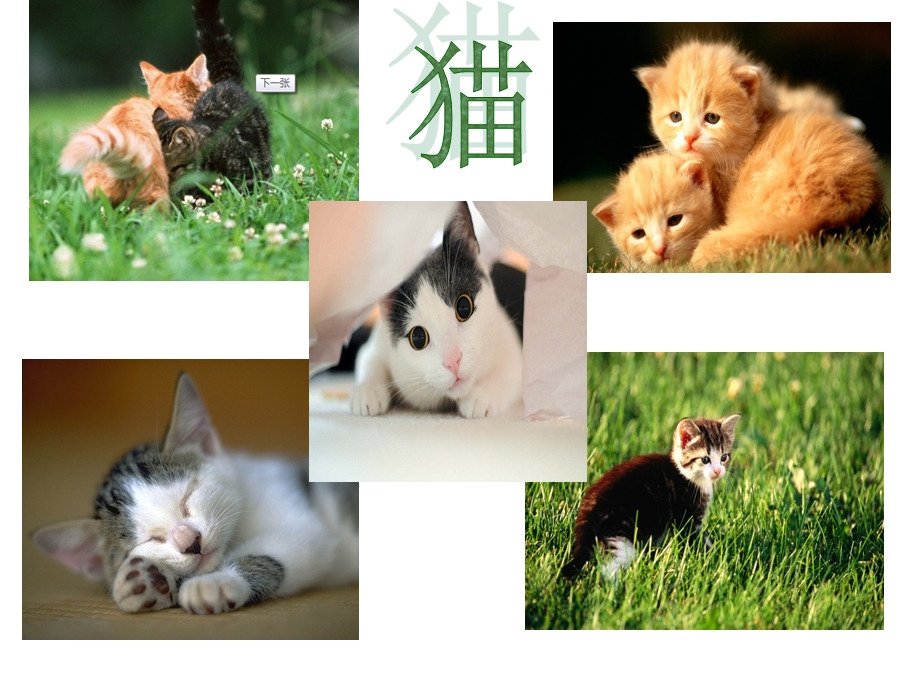 郑振铎《猫》PPT.ppt_第2页