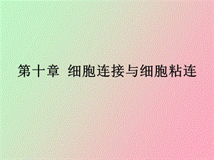 细胞连接与细胞粘连.ppt