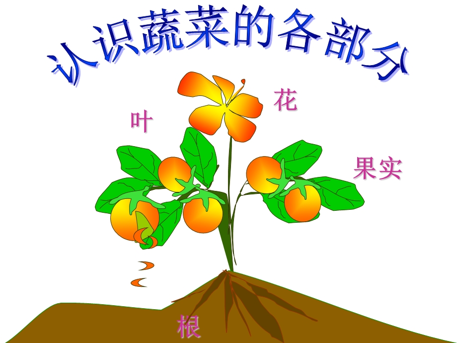 认识常见的蔬菜.ppt_第3页