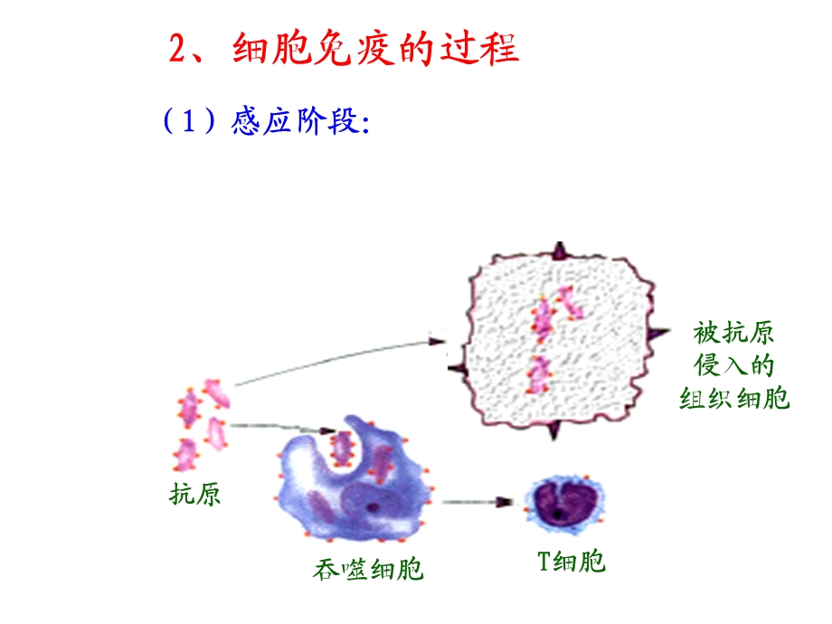 疫调节第二课时.ppt_第3页