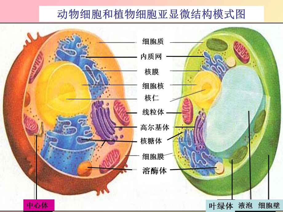 细胞器的分工合作.ppt_第2页