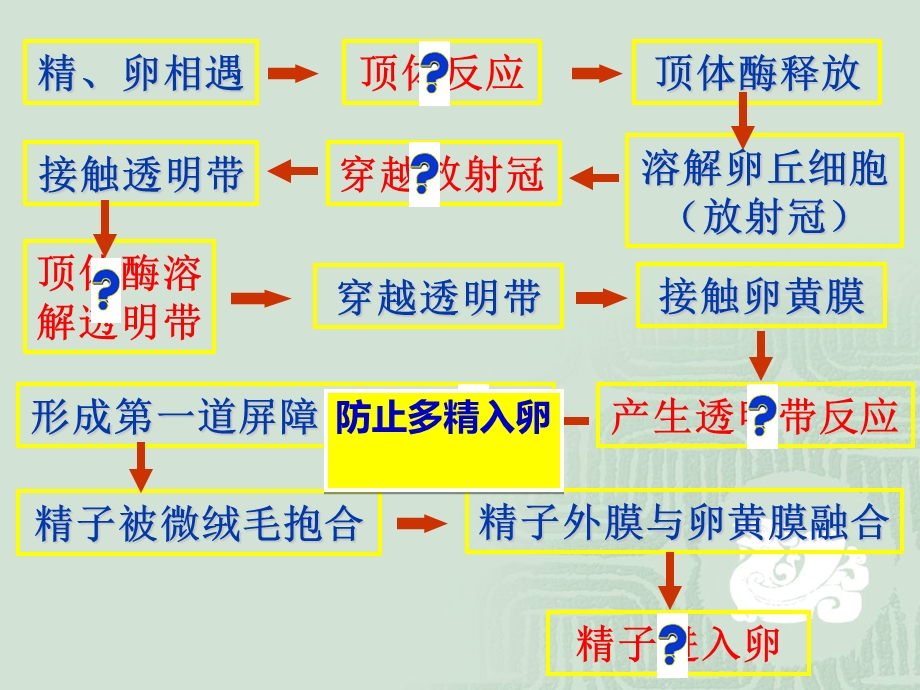 胚胎发育过程(精品PPT).ppt_第3页