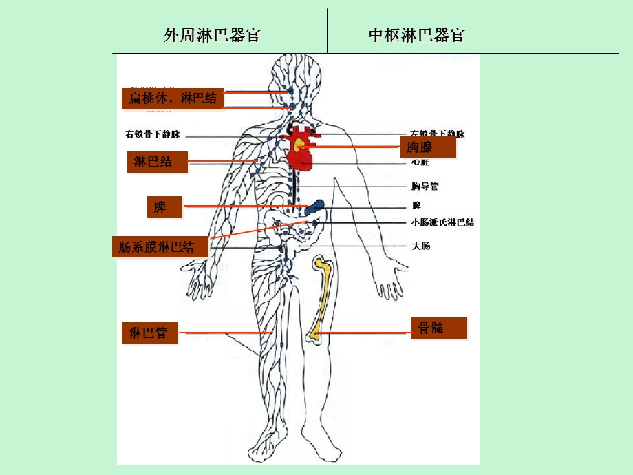 细胞融合与单克隆抗体.ppt_第3页