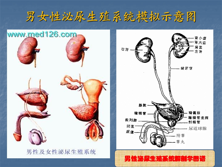 泌尿外科疾病知识及观察护理要点.ppt_第3页