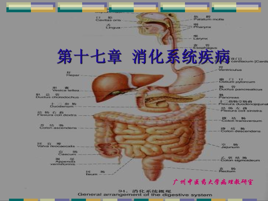 消化系统常见疾病PPT.ppt_第1页