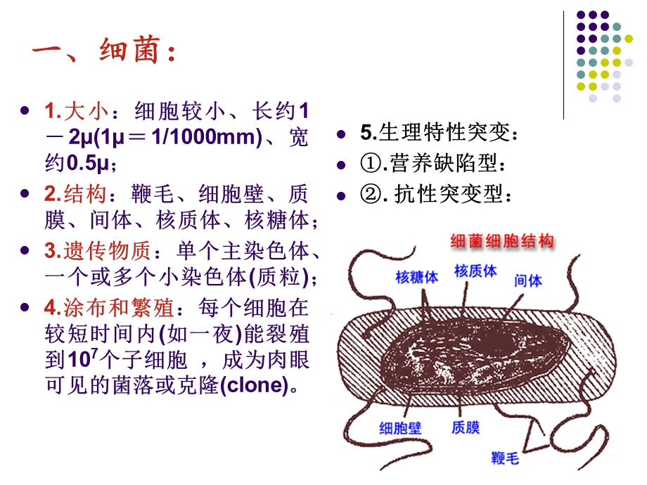 细菌和噬菌体的遗传分析.ppt_第2页