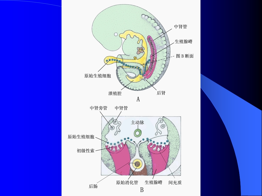 生殖系统的发生.ppt_第3页