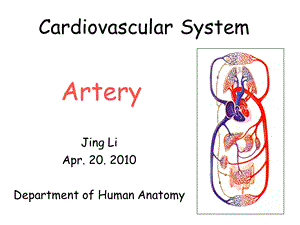 麦克明彩色人体解剖图.ppt