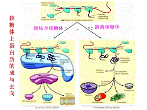 细胞内蛋白质的分选和运输细胞生物学课件110.ppt