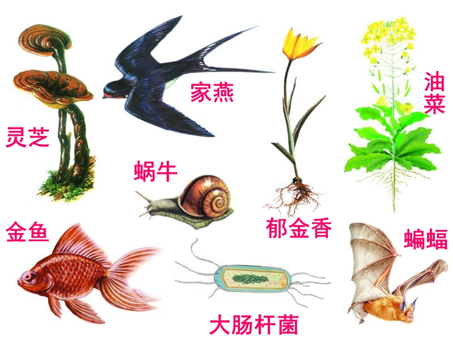 生物下册生物命名和分类(第二课时).ppt_第3页