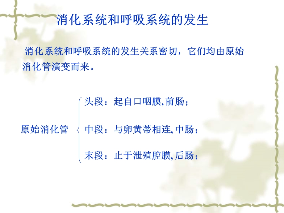 消化系统的发生.ppt_第2页