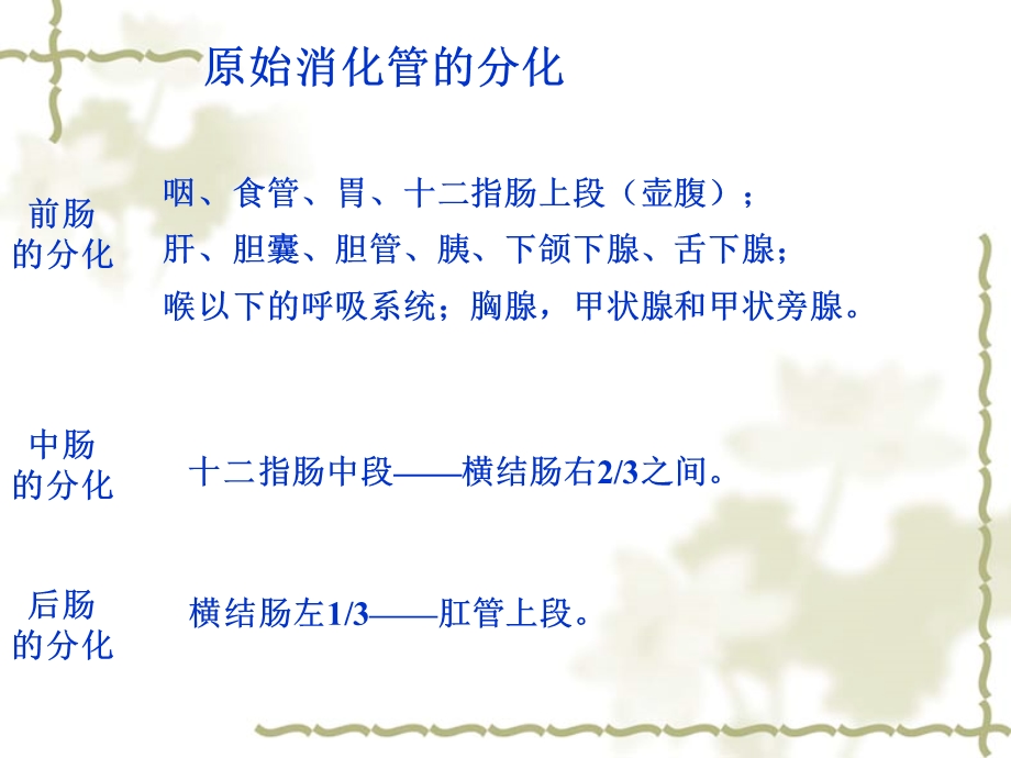 消化系统的发生.ppt_第3页