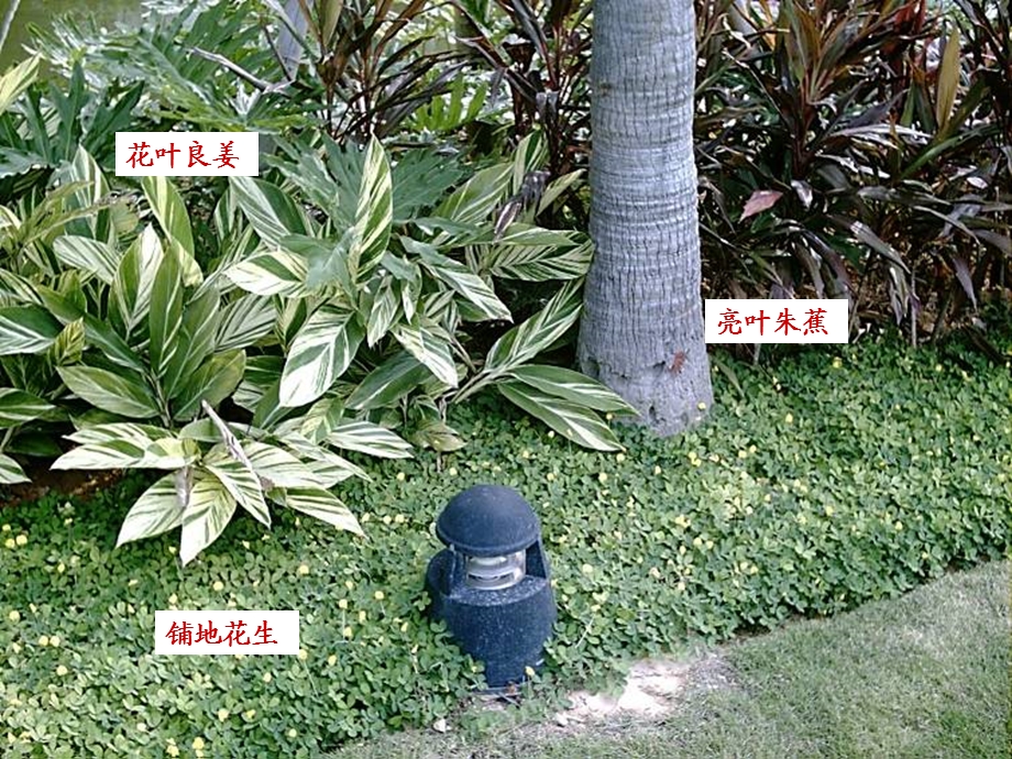 深圳常见植物(名称+图片).ppt_第1页