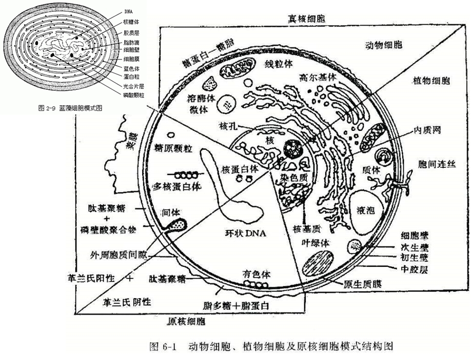 生物膜的结构与功能.ppt_第3页