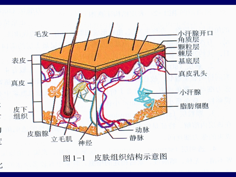 皮肤病西医基础.ppt_第3页