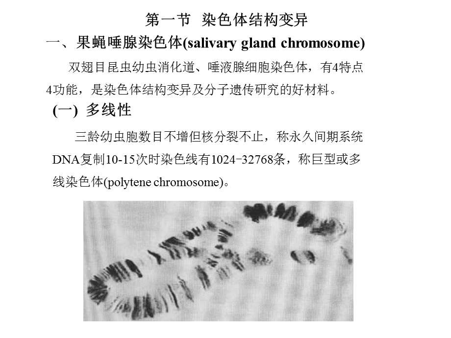 染色体畸变课时.ppt_第3页