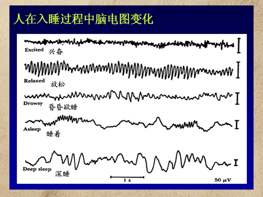 睡眠的时相与产生机制.ppt_第2页