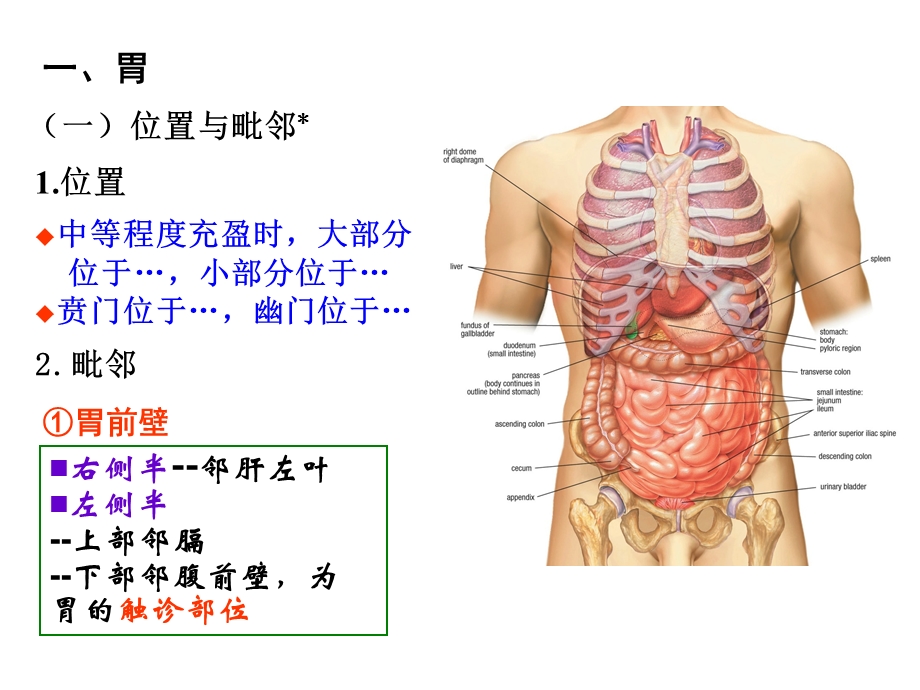 结肠上区局部解剖.ppt_第3页