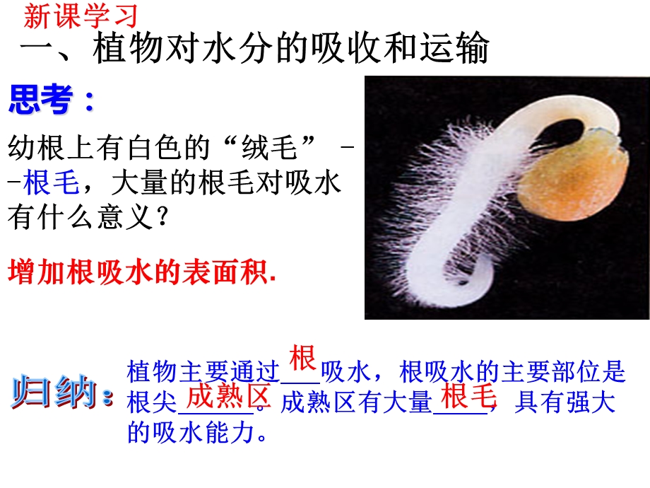 绿色植物与生物圈的水循环(PPT).ppt_第3页