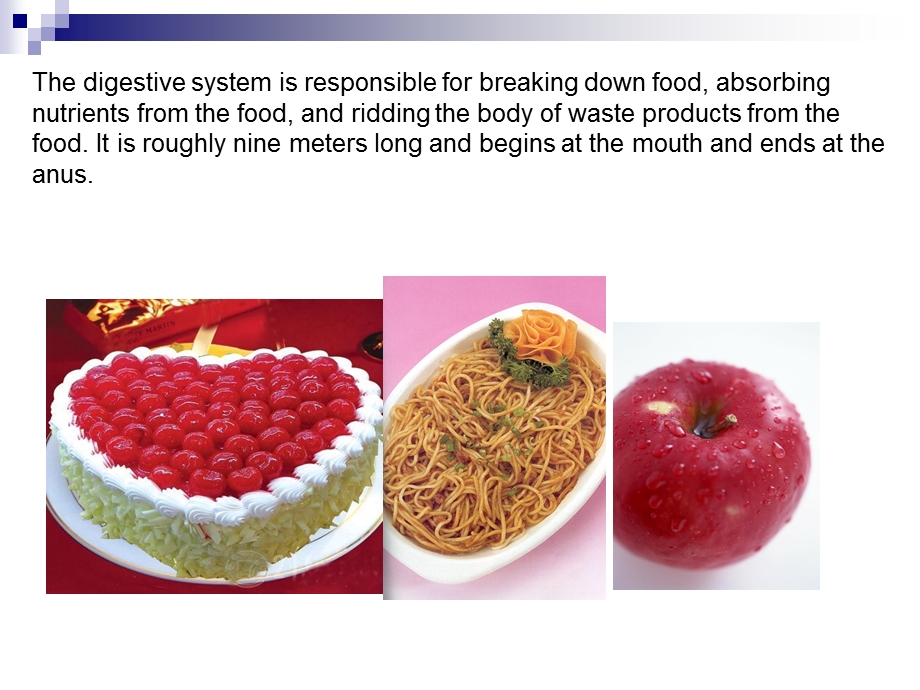 消化系统英文版.ppt_第2页