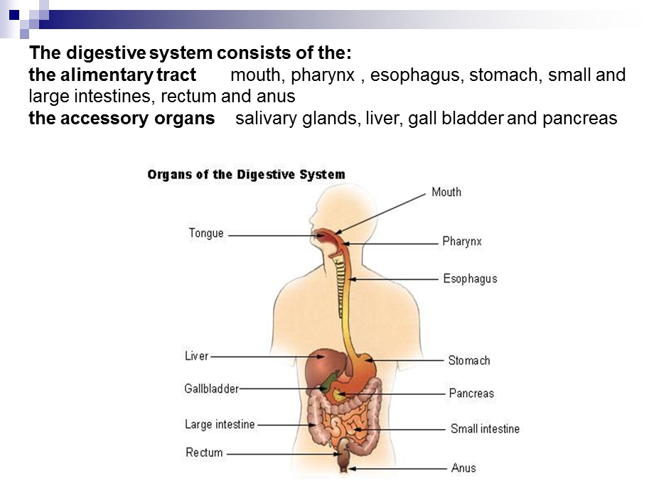 消化系统英文版.ppt_第3页