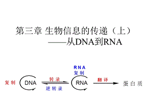 生物信息的传递上.ppt