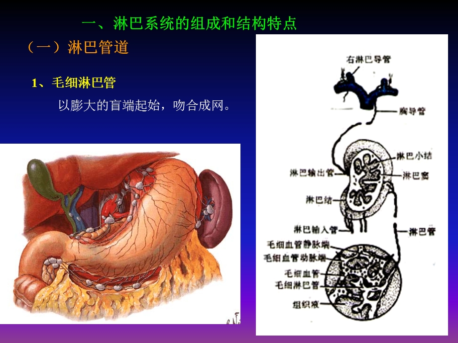 脉管系统淋巴系.ppt_第2页