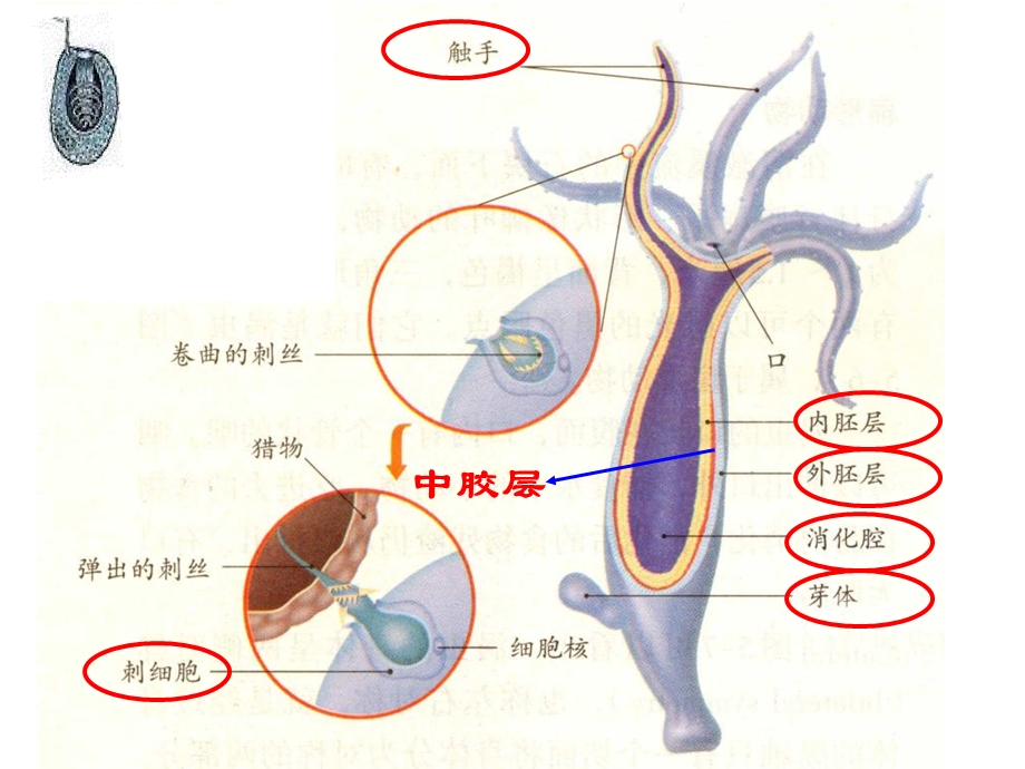 腔肠动物和扁形动物培训.ppt_第3页