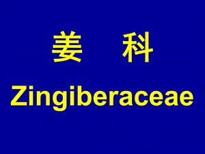 姜科Zingiberaceae.ppt