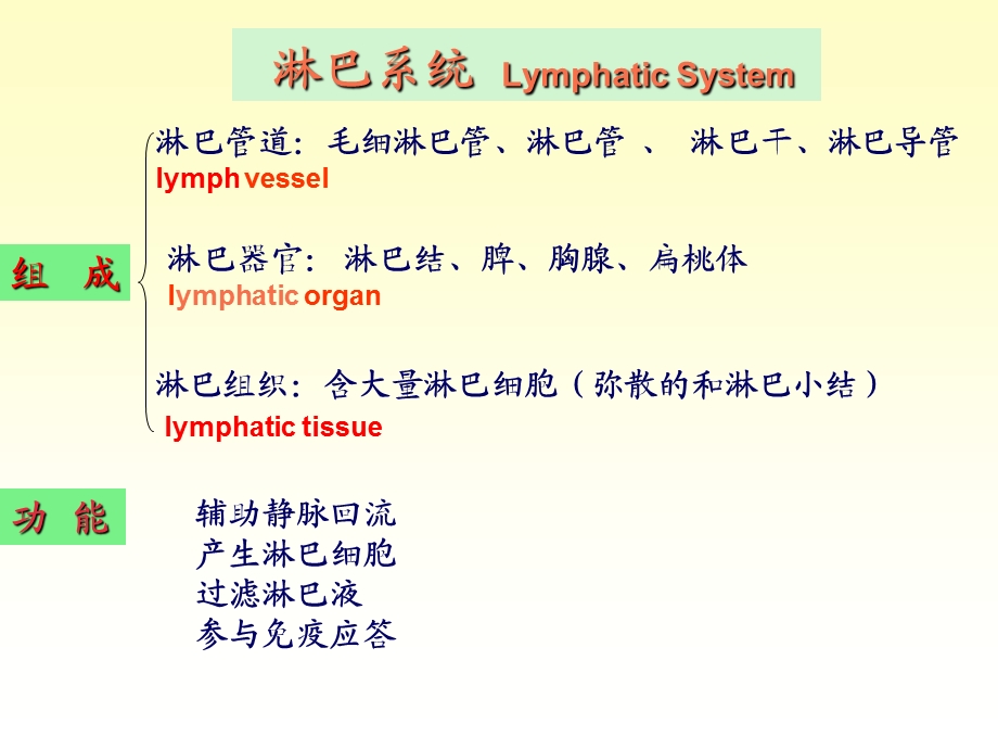 系统解剖学11淋巴系统.ppt_第2页
