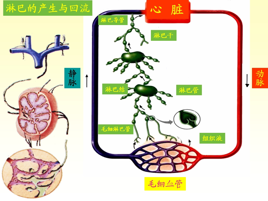 系统解剖学11淋巴系统.ppt_第3页