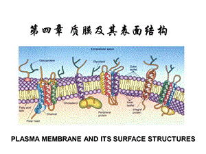 细胞生物学教程第四章+质膜及其表面结构.ppt