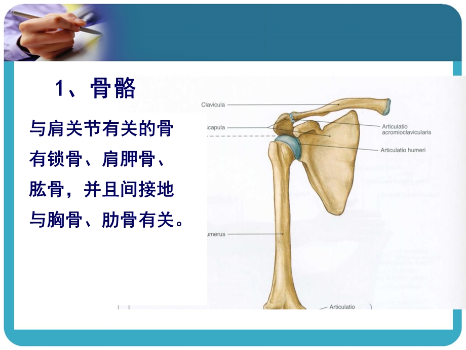 肩区运动学lmy.ppt_第3页