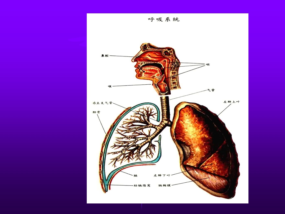 内科呼吸衰竭课件.ppt_第2页