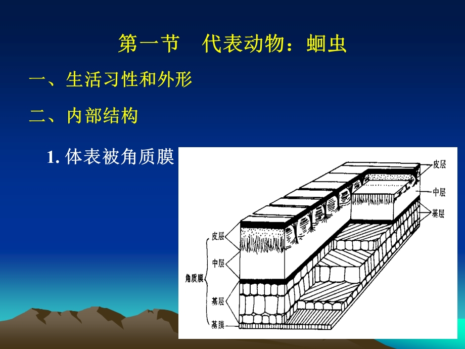 第八原腔动物.ppt_第3页