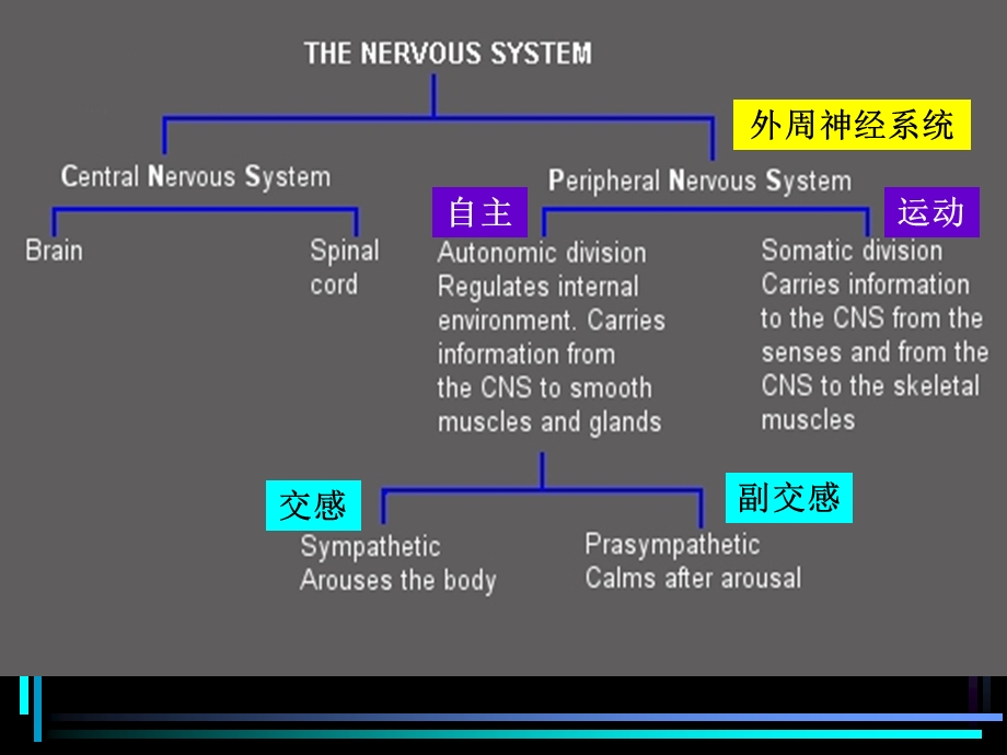 药理学大讲堂(第一讲第二部分).ppt_第3页