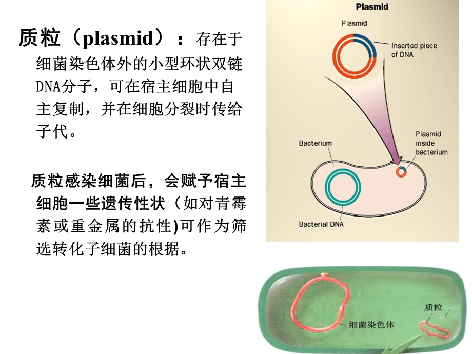 质粒DNA提取鉴定.ppt_第3页