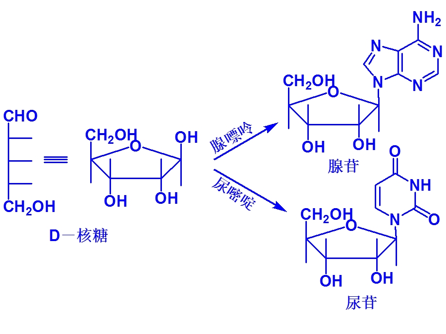 核酸类物质的发酵机制.ppt_第3页