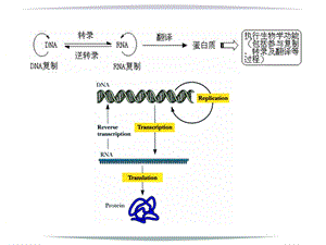 14DNA的复制、RNA转录.ppt