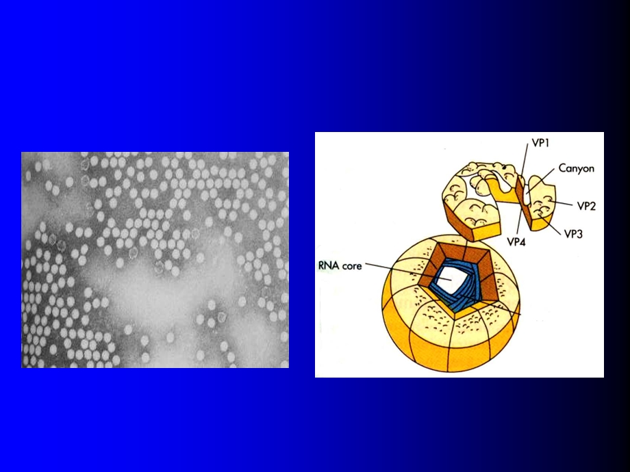 肠道病毒enterovirus.ppt_第3页