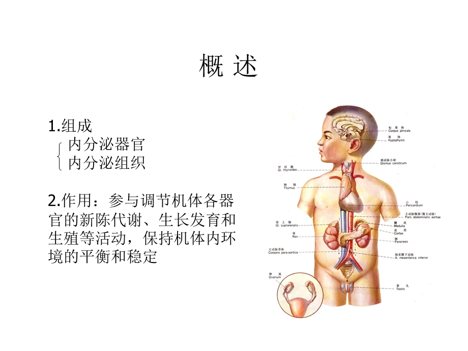 西医理论基础 内分泌系统.ppt_第2页